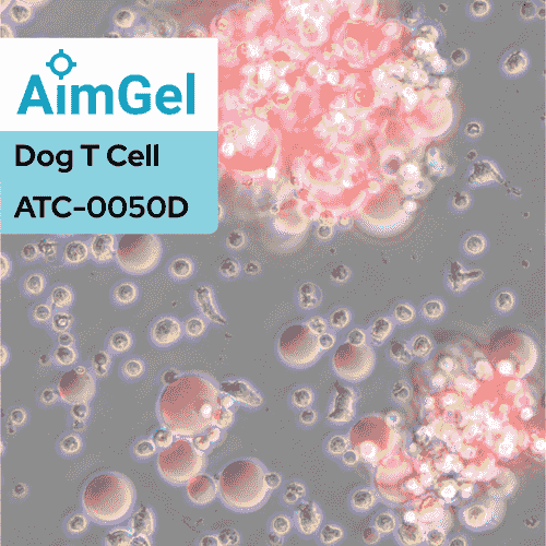 AimGel - 狗T细胞激活类胞微球