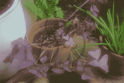 withering amethyst flower
