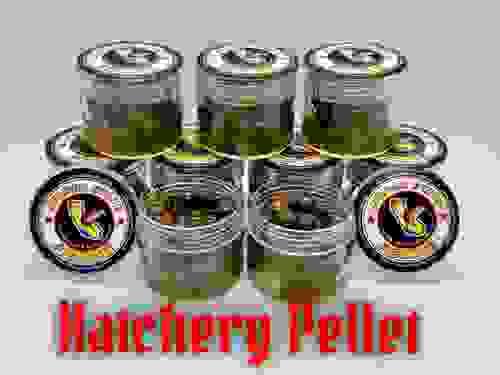 Hatchery Pellet GSF Trout Eggs