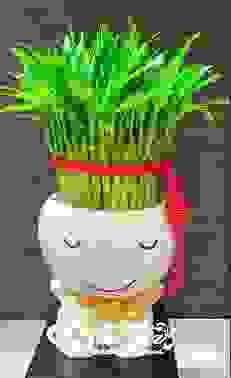 開運竹盆栽