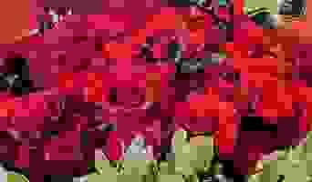 九十九朵台灣紅玫瑰