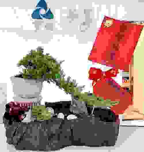 松柏類型造景桌上型盆栽 珍珠柏藝術型盆栽 開幕禮 喬遷 禮物首選