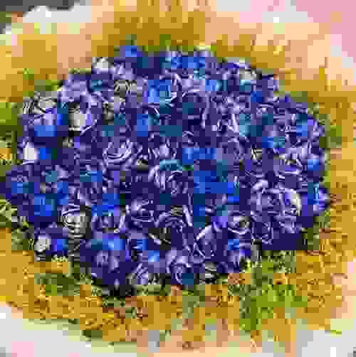 九十九朵台灣藍色玫瑰求婚告白花束