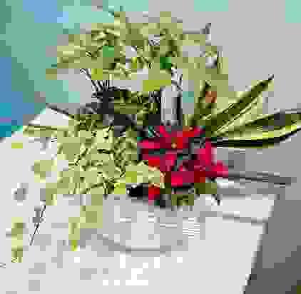 桌上型組合盆栽 聖誕紅發財樹 開幕喬遷禮