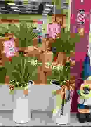 龍血樹 開幕落地盆栽