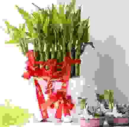 暴富開運竹