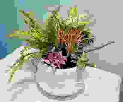 桌上型組合盆栽 聖誕紅發財樹 開幕喬遷禮