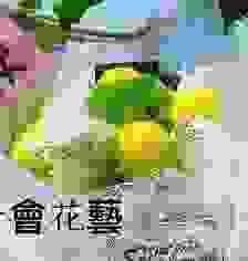 乒乓菊白玫瑰鮮花花束
