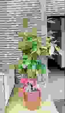 發財樹 聚財樹