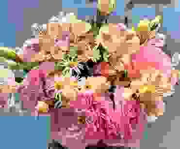 小巧居家鮮花盆栽