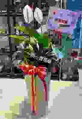 白鶴芋落地盆栽 開幕禮 新居禮