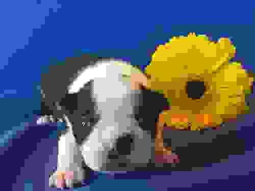 Puppy 1: Nova (Female)