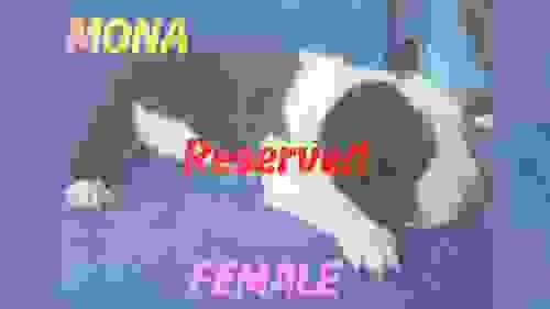Puppy 3: Mona (Female)