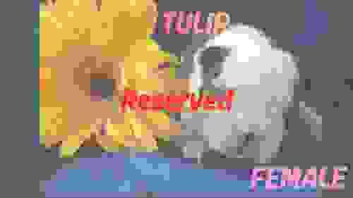 puppy 4: Tulip (Female)