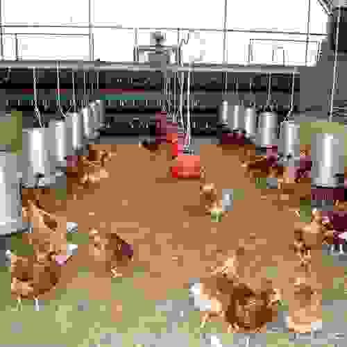 Gestión Diaria y Monitoreo