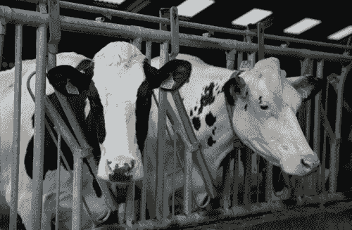 Evaluación Nutricional Profesional