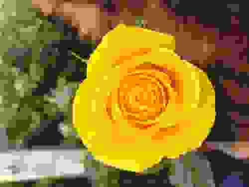 Amarillo brillante