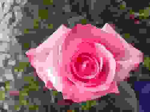 Rosado claro