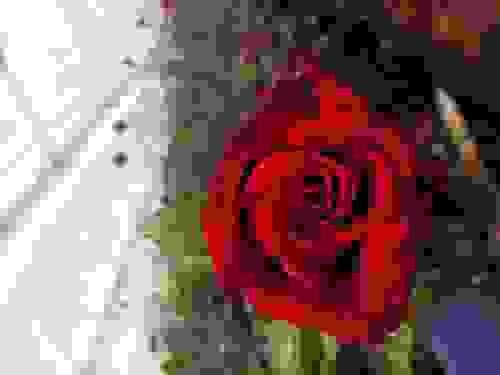 Rojo