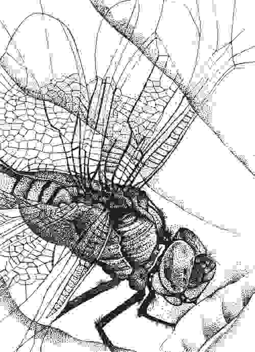 Dragonfly Fine Art Print