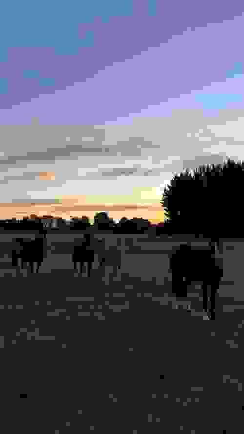 Premium Ranch horses & Livestock