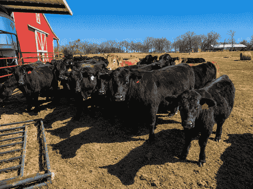 Premium Black Angus Cattle