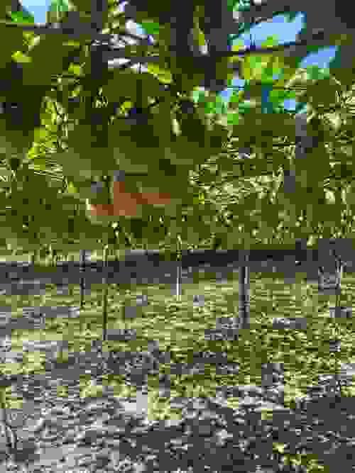 藍星百香果/產地信義鄉/