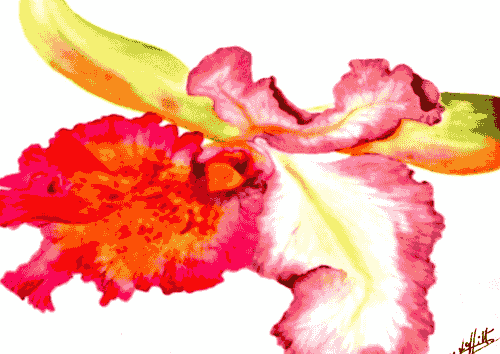 Orchidée