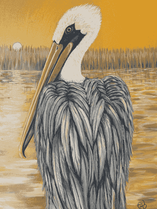 Brown Pelican