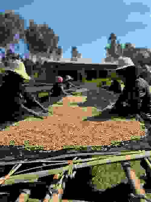 Ethiopia Yirgacheffe Gedeb Banko Gotiti Washed【Light Roast】