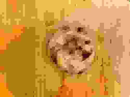 Chocolate Chip