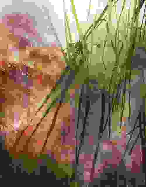 Reeds