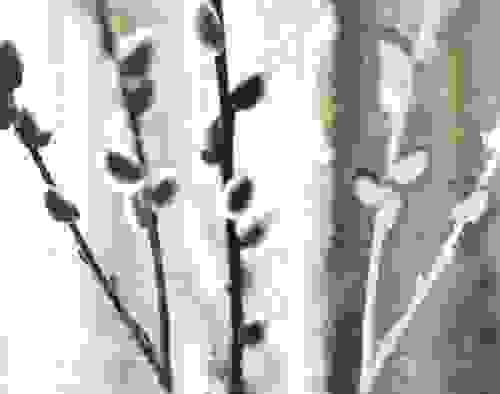 Pussywillows