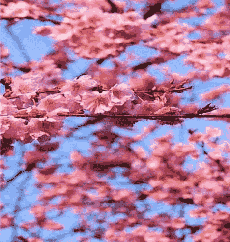 2026 Asian Garden Quilt Auction and Luncheon Ticket by Acacia Quilt Guild