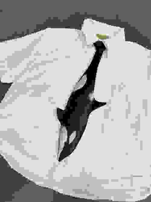 Tie a knot殺人鯨領呔