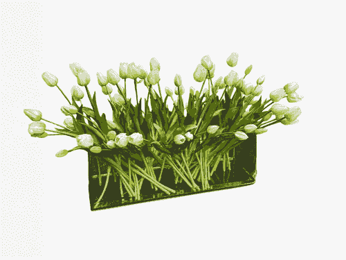 Arreglo Rectangular Tulipanes Blancos