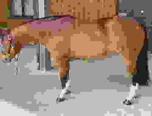 Jument Quarter Horse 8 ans TIMBER