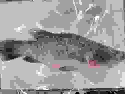 金目鱸魚三去