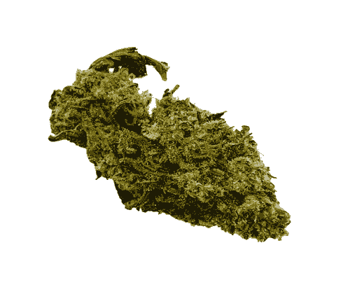 Dynamite | Hybrid 14-24% THC| Budget Weed $60/Oz  $110/2oz  $140/3oz