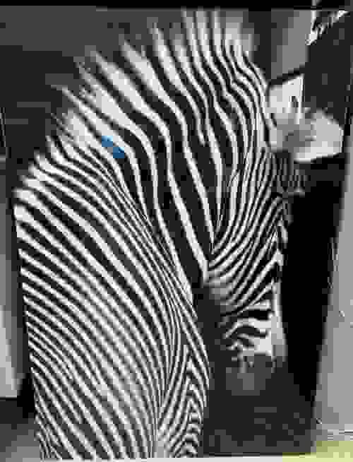 Art Zebra