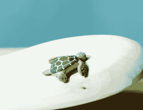 Baby sea turtle 小海龜