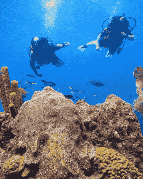 Buceo entre Amigues - La Caleta, SD