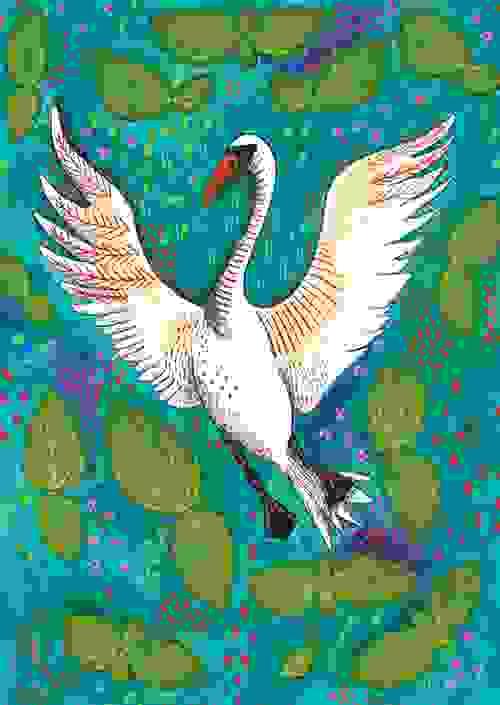 Postcard - Swan