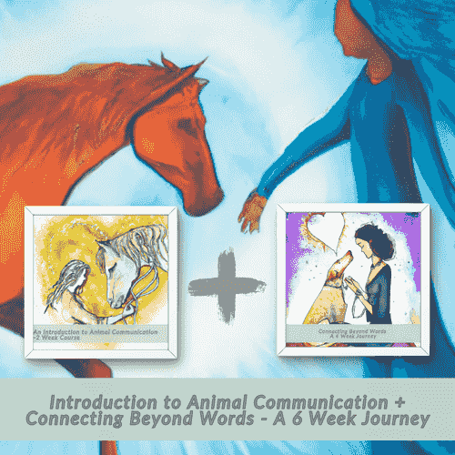 Introduction to Animal Communication + Connecting Beyond Words - A 6 Week Journey