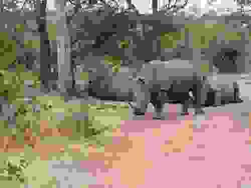 Mosi-oa-Tunya Game Drive Plus White Rhino short walk