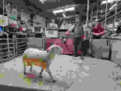 EasyCare Yearling Rams