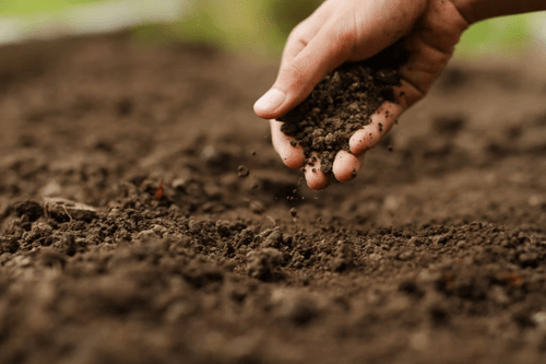Organic Agriculture 