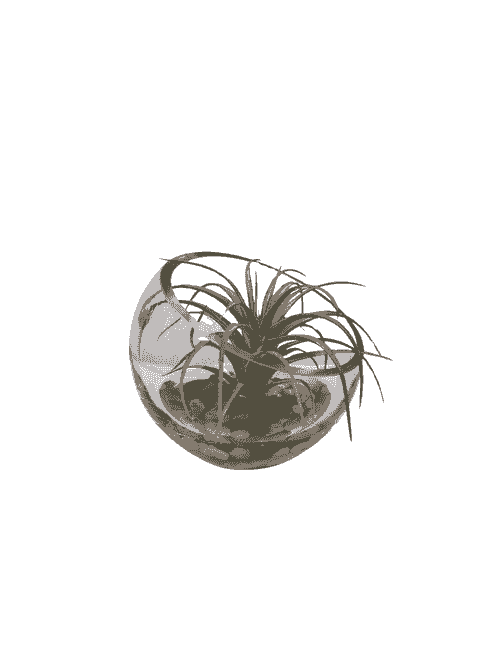 AIRPLANT IN HALF ROUND GLASS WITH RIVERROCKS + AQUALOOK