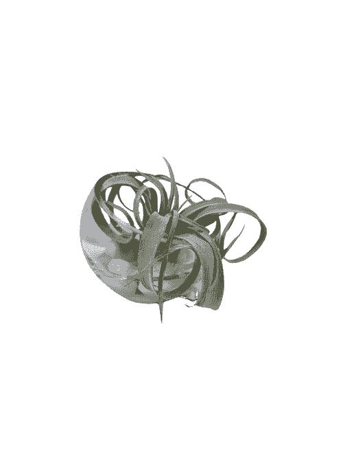 AIRPLANT IN HALF ROUND GLASS WITH RIVERROCKS + AQUALOOK