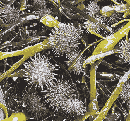 Green Sea Urchin Seed (5-10mm)